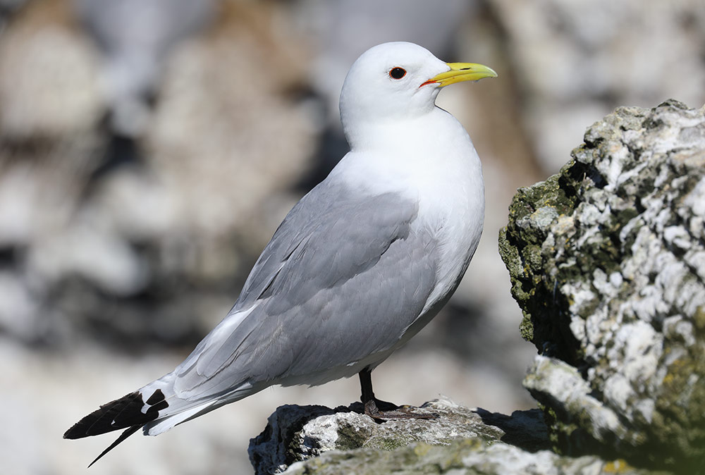 kittiwake